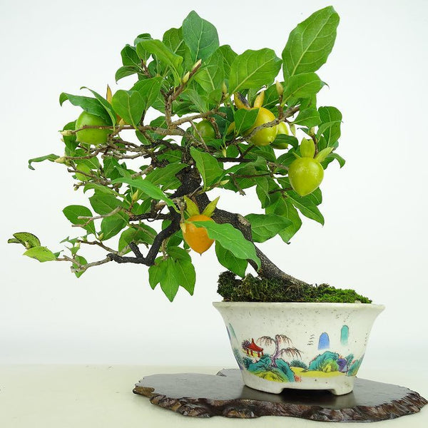 盆栽 老爺柿 樹高 約21cm ろうやがき Diospyros rhombifolia ロウヤガキ 実物 雌木 カキノキ科 落葉～半落葉樹 観賞用 n1198406535