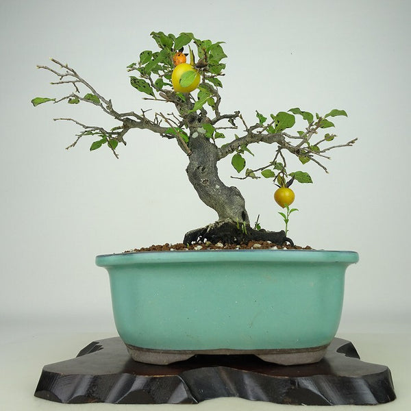 盆栽 老爺柿 樹高 約26cm ろうやがき Diospyros rhombifolia ロウヤガキ 実物 雌木 カキノキ科 落葉～半落葉樹 観賞用 m1198412950