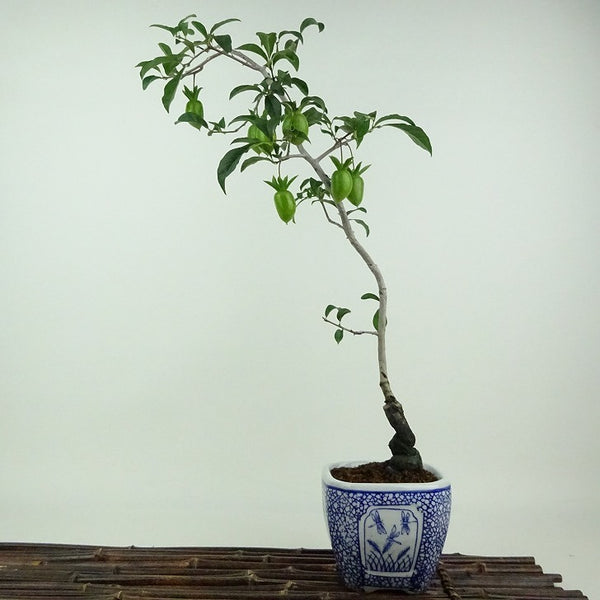 盆栽 老爺柿 彩の国 樹高 約47cm ろうやがき Diospyros rhombifolia ロウヤガキ 実物 雌木 カキノキ科 落葉～半落葉樹 観賞用 q1198411989