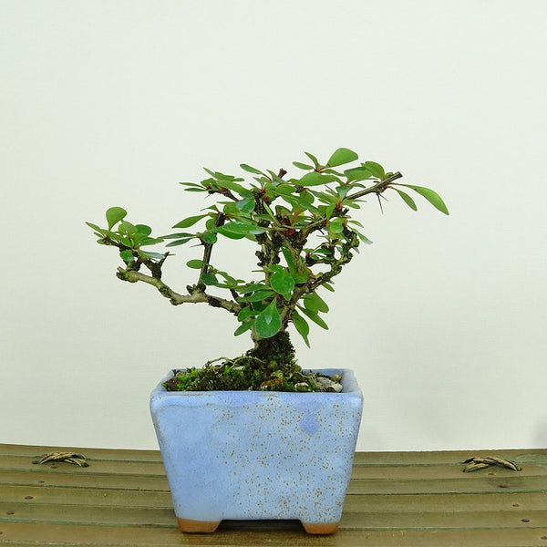 盆栽 目木 樹高 約8cm めぎ Berberis thunbergii メギ メギ科 落葉樹 観賞用 小品 j1198415971