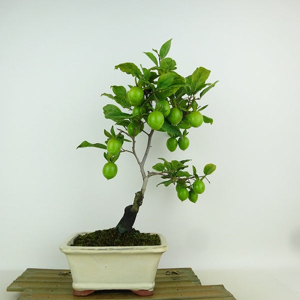 盆栽 老爺柿 樹高 約33cm ろうやがき Diospyros rhombifolia ロウヤガキ カキノキ科 落葉～半落葉樹 観賞用 t1198407423