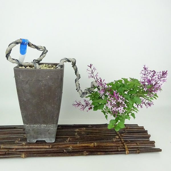 盆栽 ライラック 樹高 上下 約25cm らいらっく Syringa vulgaris モクセイ科 ハシドイ属 落葉樹 観賞用 f1198408129