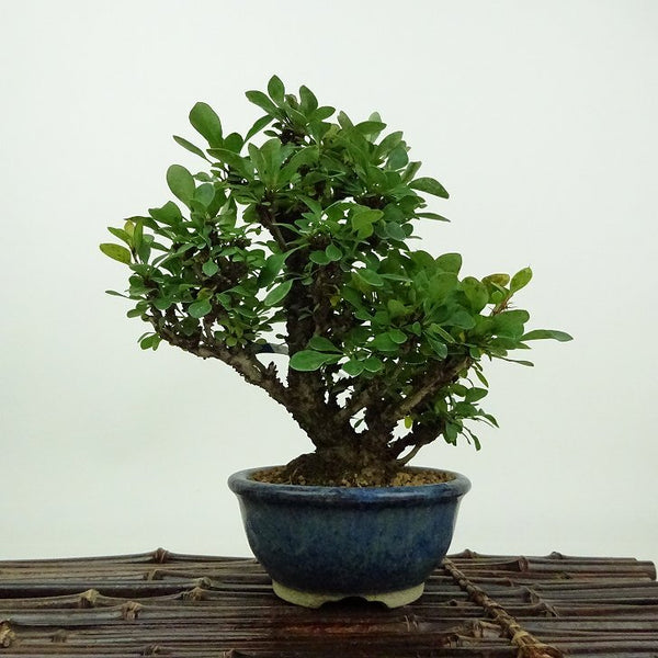 盆栽 目木 樹高 約14cm めぎ Berberis thunbergii メギ メギ科 落葉樹 観賞用 小品 h1198420097
