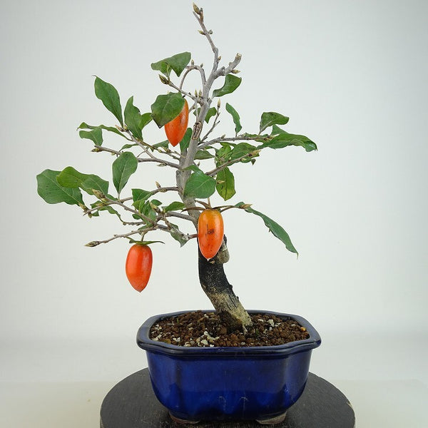 盆栽 老爺柿 浦島の輝 樹高 約22cm ろうやがき Diospyros rhombifolia ロウヤガキ 実物 雌木 カキノキ科 落葉～半落葉樹 観賞用 c1198402345