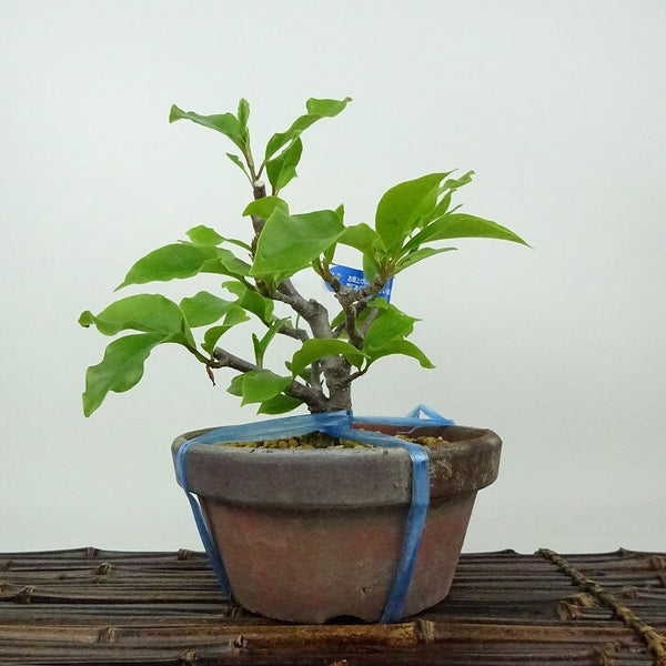 盆栽 木蓮 樹高 約18cm もくれん Magnolia liliiflora モクレン モクレン科 モクレン属 落葉樹 観賞用 小品 r1198403591