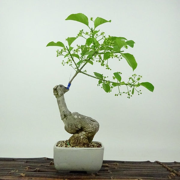 盆栽 真弓 樹高 約22cm まゆみ Euonymus sieboldianus マユミ ニシキギ科 落葉広葉樹 観賞用 c1198406434