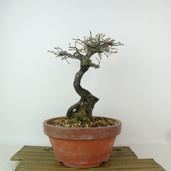 盆栽 老爺柿 都紅 樹高 約34cm ろうやがき Diospyros rhombifolia ロウヤガキ カキノキ科 落葉～半落葉樹 観賞用 1198399342