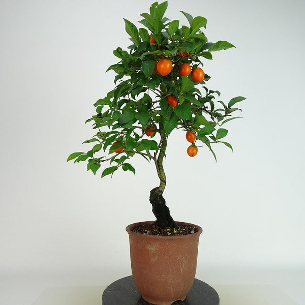 盆栽 老爺柿 初陣 樹高 約37cm ろうやがき Diospyros rhombifolia ロウヤガキ 実物 雌木 カキノキ科 落葉～半落葉樹 観賞用 l1198411767