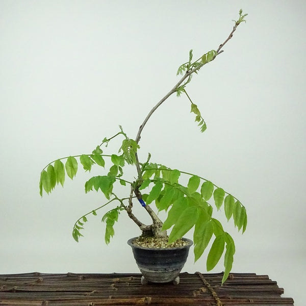 盆栽 藤 樹高 約28cm ふじ Wisteria floribunda フジ つる性 マメ科 フジ属 落葉樹 観賞用 b1198418938