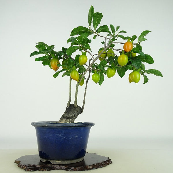 盆栽 老爺柿 樹高 約24cm ろうやがき Diospyros rhombifolia ロウヤガキ 実物 雌木 カキノキ科 落葉～半落葉樹 観賞用 v1198440120