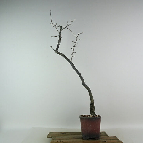 盆栽 老爺柿 紅富士 樹高 約53cm ろうやがき Diospyros rhombifolia ロウヤガキ カキノキ科 落葉～半落葉樹 観賞用 g1198422605