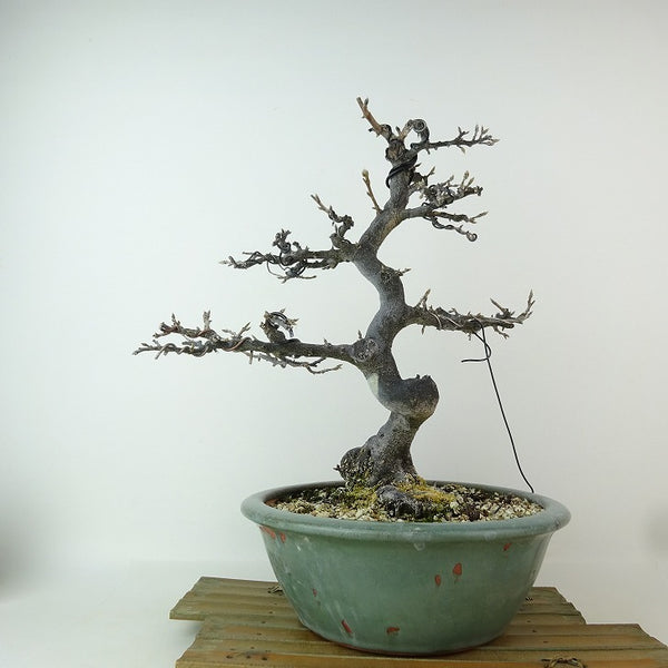 盆栽 老爺柿 樹高 約30cm ろうやがき Diospyros rhombifolia ロウヤガキ カキノキ科 落葉～半落葉樹 観賞用 x1198407848