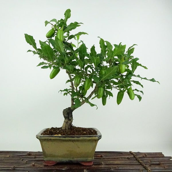 盆栽 老爺柿 日暮し 樹高 約28cm ろうやがき Diospyros rhombifolia ロウヤガキ 実物 雌木 カキノキ科 落葉～半落葉樹 観賞用 n1198405695