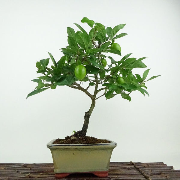 盆栽 老爺柿 紅大福 樹高 約32cm ろうやがき Diospyros rhombifolia ロウヤガキ 実物 雌木 カキノキ科 落葉～半落葉樹 観賞用 s1198416765