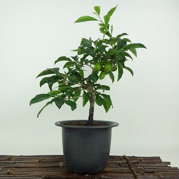 盆栽 老爺柿 柏ひょうたん 樹高 約28cm ろうやがき ロウヤガキ 実物 雌木 カキノキ科 落葉～半落葉樹 観賞用 w1198411620