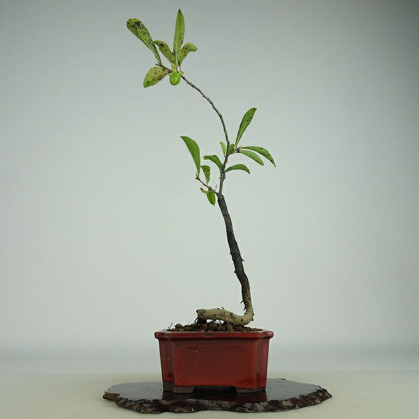盆栽 老爺柿 紅春秋 樹高 約25cm ろうやがき Diospyros rhombifolia ロウヤガキ 雌木 カキノキ科 落葉～半落葉樹 観賞用 p1198416931