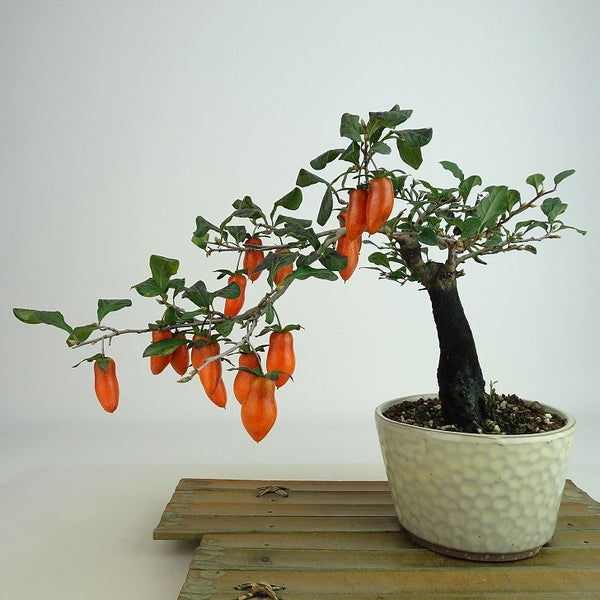 盆栽 老爺柿 福平 樹高 約18cm ろうやがき Diospyros rhombifolia ロウヤガキ 雌木 実物 カキノキ科 落葉～半落葉樹 観賞用 小品 g1198421557