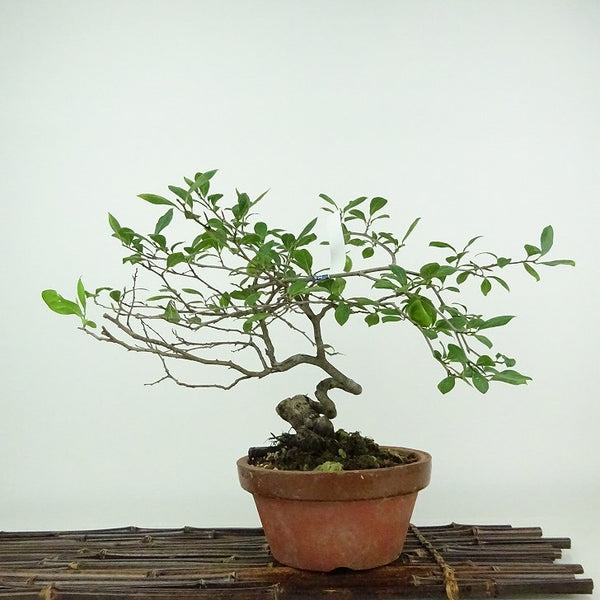 盆栽 老爺柿 樹高 約23cm ろうやがき Diospyros rhombifolia ロウヤガキ カキノキ科 落葉～半落葉樹 観賞用 1198404877