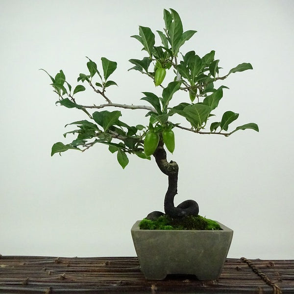 盆栽 老爺柿 彩の国 樹高 約35cm ろうやがき Diospyros rhombifolia ロウヤガキ 実物 雌木 カキノキ科 落葉～半落葉樹 観賞用 g1198422853