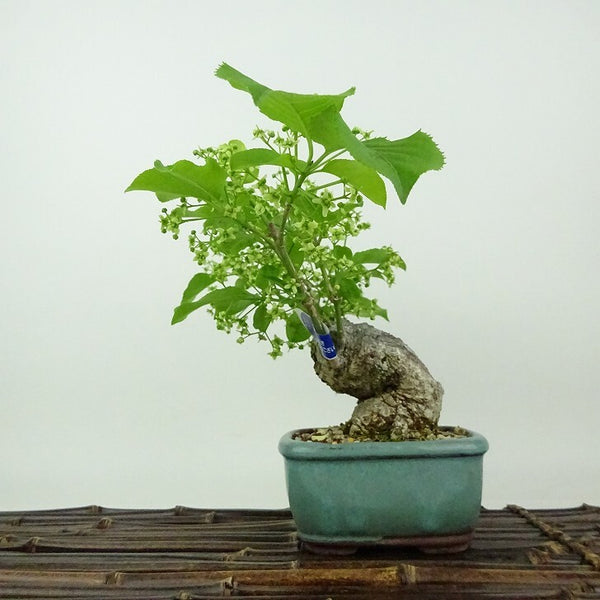 盆栽 真弓 樹高 約14cm まゆみ Euonymus sieboldianus マユミ ニシキギ科 落葉広葉樹 観賞用 小品 s1198415772