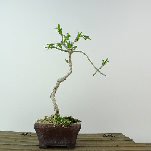 盆栽 真弓 樹高 約17cm まゆみ Euonymus sieboldianus マユミ ニシキギ科 落葉広葉樹 観賞用 小品 r1198401493