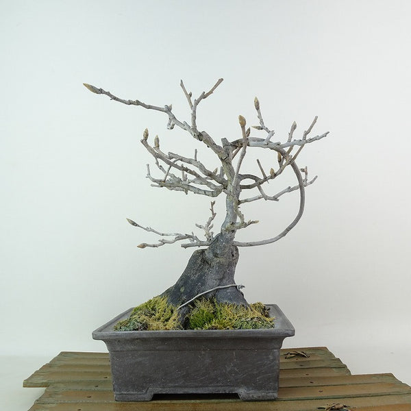 盆栽 老爺柿 樹高 約19cm ろうやがき Diospyros rhombifolia ロウヤガキ カキノキ科 落葉～半落葉樹 観賞用 小品 x1198410745