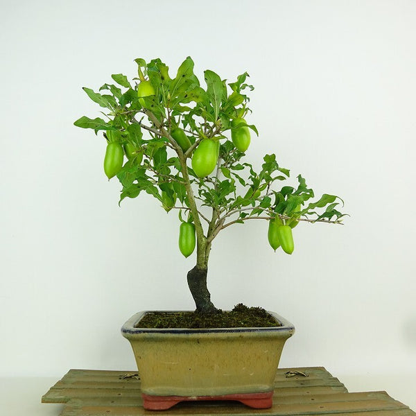 盆栽 老爺柿 日暮し 樹高 約25cm ろうやがき Diospyros rhombifolia ロウヤガキ 実物 雌木 カキノキ科 落葉～半落葉樹 観賞用 p1198418971