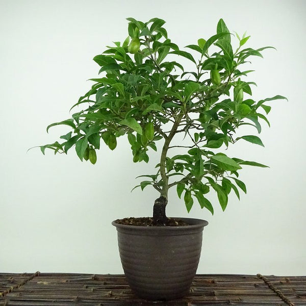 盆栽 老爺柿 赤ひょうたん 樹高 約30cm ろうやがき ロウヤガキ 実物 雌木 カキノキ科 落葉～半落葉樹 観賞用 1198407913