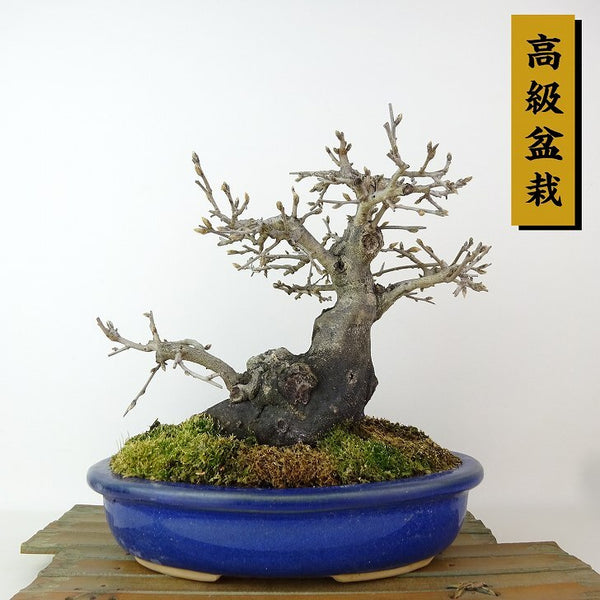 盆栽 老爺柿 樹高 約21cm ろうやがき 高級盆栽 Diospyros rhombifolia ロウヤガキ カキノキ科 落葉～半落葉樹 観賞用 x1198417252
