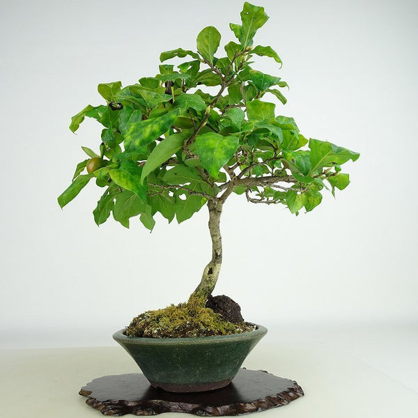 盆栽 老爺柿 樹高 約24cm ろうやがき Diospyros rhombifolia ロウヤガキ 実物 雌木 カキノキ科 落葉～半落葉樹 観賞用 w1198410824