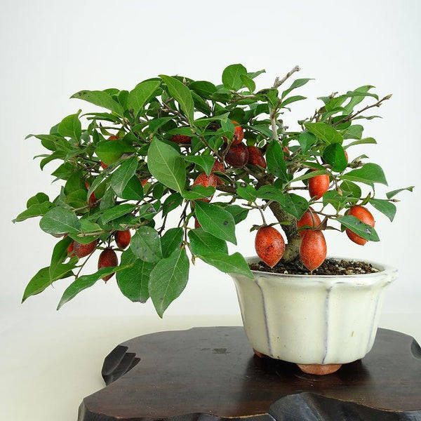 盆栽 老爺柿 黒鳳 樹高 約18cm ろうやがき Diospyros rhombifolia ロウヤガキ 雌木 実物 カキノキ科 落葉～半落葉樹 観賞用 小品 c1198405888