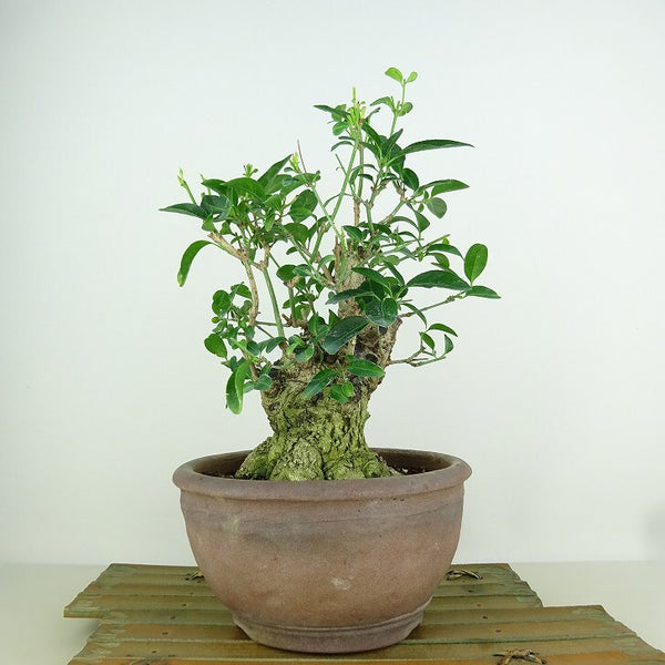 盆栽 真弓 樹高 約25cm まゆみ Euonymus sieboldianus マユミ 紅葉 ニシキギ科 落葉広葉樹 観賞用 q1198413731