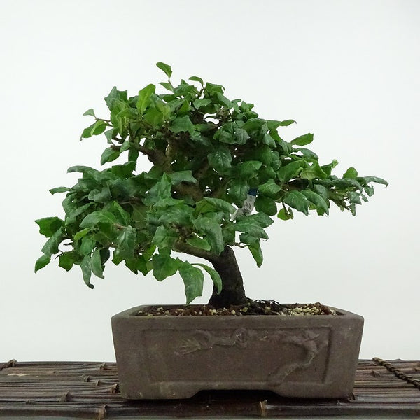 盆栽 老爺柿 樹高 約21cm ろうやがき Diospyros rhombifolia ロウヤガキ 雄木 オス カキノキ科 落葉～半落葉樹 観賞用 r1198403938