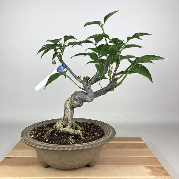 盆栽 真弓 吊り花 樹高 約30cm まゆみ Euonymus oxyphyllus マユミ ツリバナ ニシキギ科 落葉広葉樹 観賞用 n1198411871