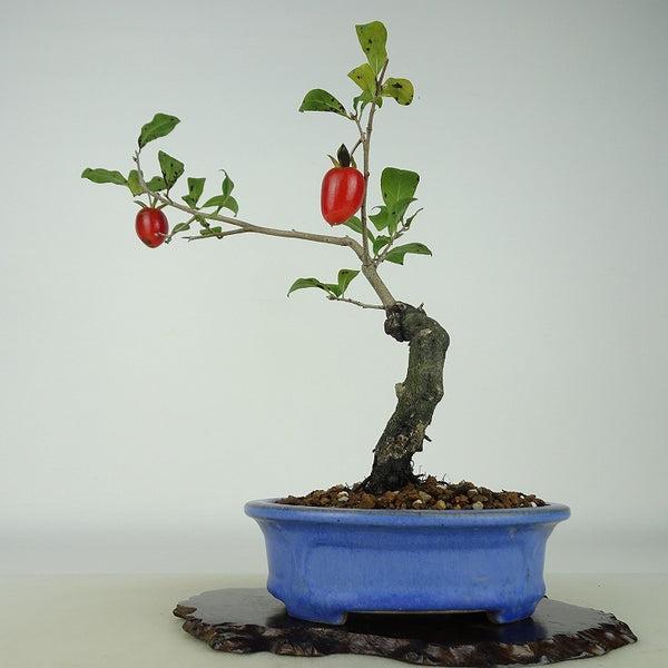 盆栽 老爺柿 希望の星 樹高 約31cm ろうやがき Diospyros rhombifolia ロウヤガキ 実物 雌木 カキノキ科 落葉～半落葉樹 観賞用 o1198423277