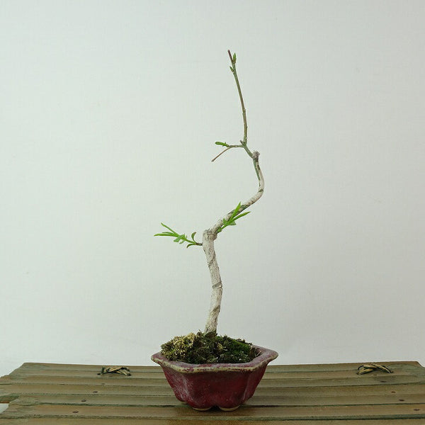 盆栽 真弓 樹高 約17cm まゆみ Euonymus sieboldianus マユミ ニシキギ科 落葉広葉樹 観賞用 小品 w1198406885