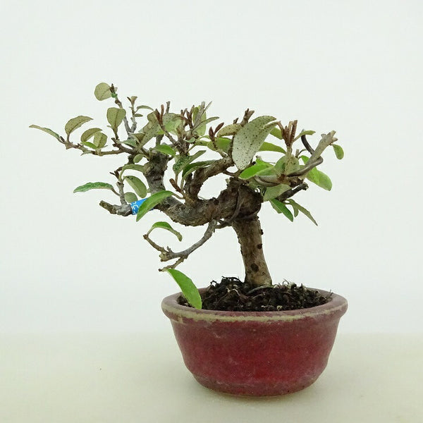 盆栽 寒茱萸 ミニ盆栽 樹高 約8cm かんぐみ Elaeagnus カングミ グミ科 常緑樹 観賞用 小品 c1198406241