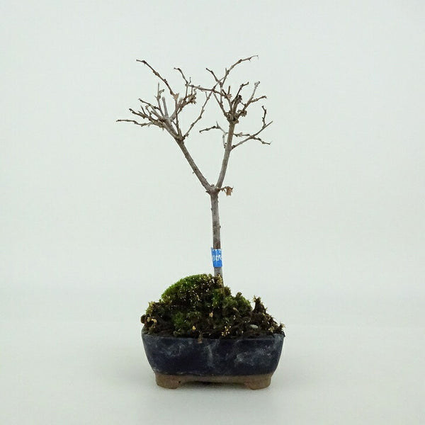 盆栽 欅 ミニ盆栽 樹高 約10cm けやき Zelkova serrata ケヤキ 紅葉 ニレ科 ケヤキ属 落葉樹 観賞用 小品 g1198412841