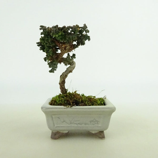 盆栽 桧 石化桧 ミニ盆栽 樹高 約6cm せっかひのき Chamaecyparis obtusa セッカヒノキ ヒノキ科 常緑樹 観賞用 小品 q1198418257