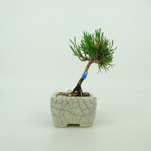 盆栽 松 這松 ミニ盆栽 樹高 約7cm はいまつ Pinus pumila ハイマツ マツ科 常緑針葉樹 観賞用 小品 b1198425601