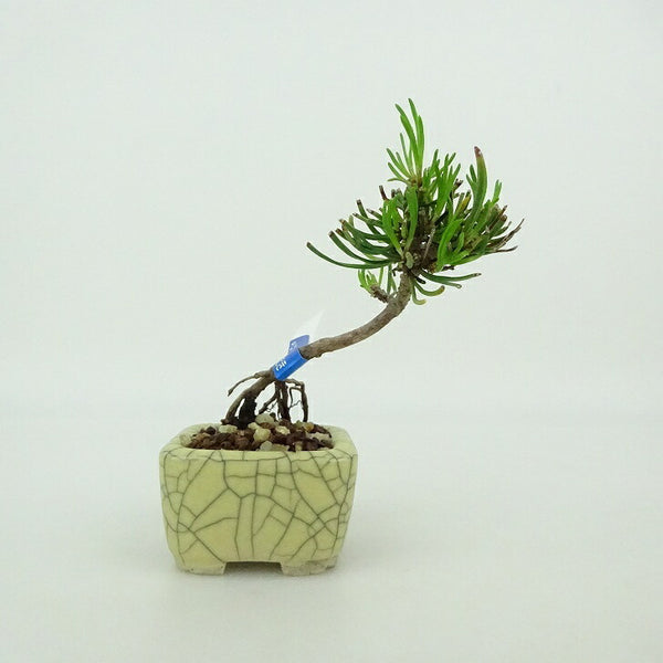 盆栽 松 這松 ミニ盆栽 樹高 約7cm はいまつ Pinus pumila ハイマツ マツ科 常緑針葉樹 観賞用 小品 x1198415217