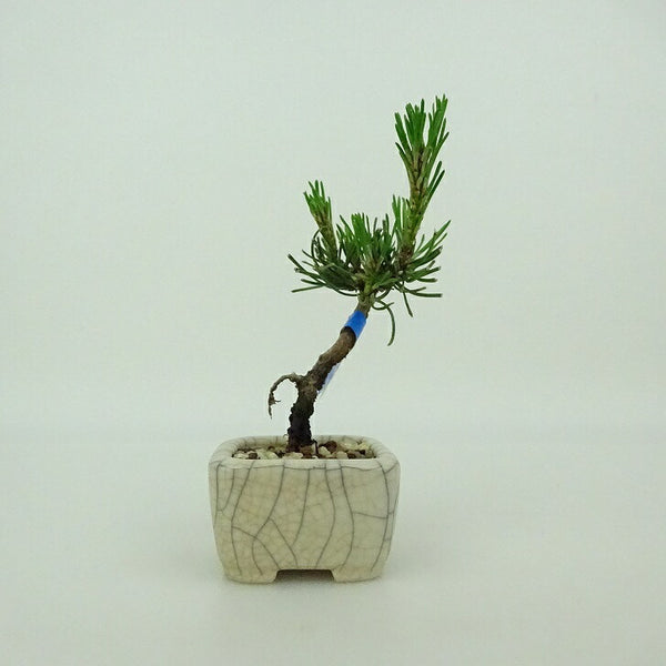 盆栽 松 這松 ミニ盆栽 樹高 約8cm はいまつ Pinus pumila ハイマツ マツ科 常緑針葉樹 観賞用 小品 h1198428909
