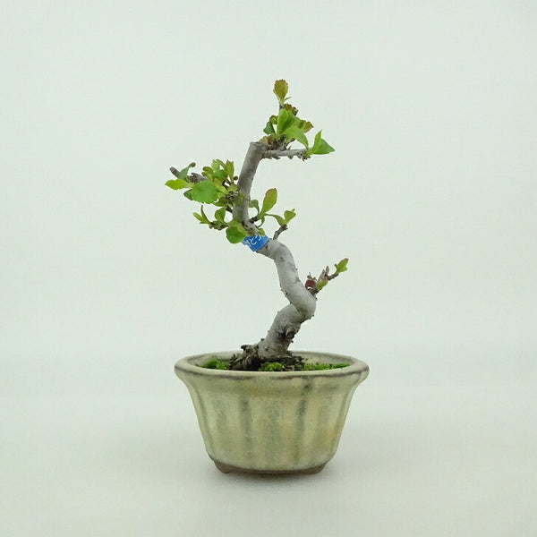 盆栽 酸実 ミニ盆栽 樹高 約9cm ずみ Malus toringo ズミ バラ科 落葉樹 観賞用 小品 n1198410021