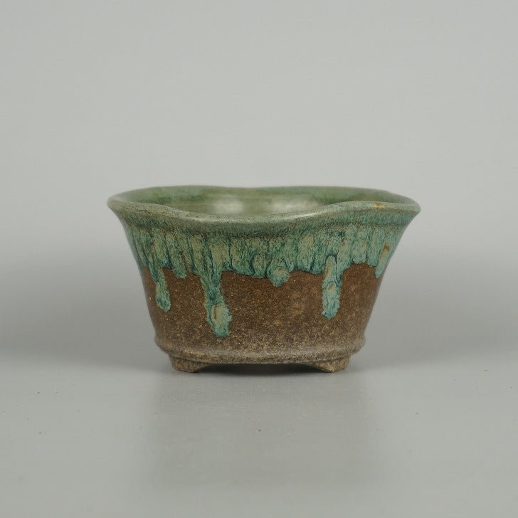 Newest Products - 森流 GreenFlow - 動植物造景專門店 – Page114