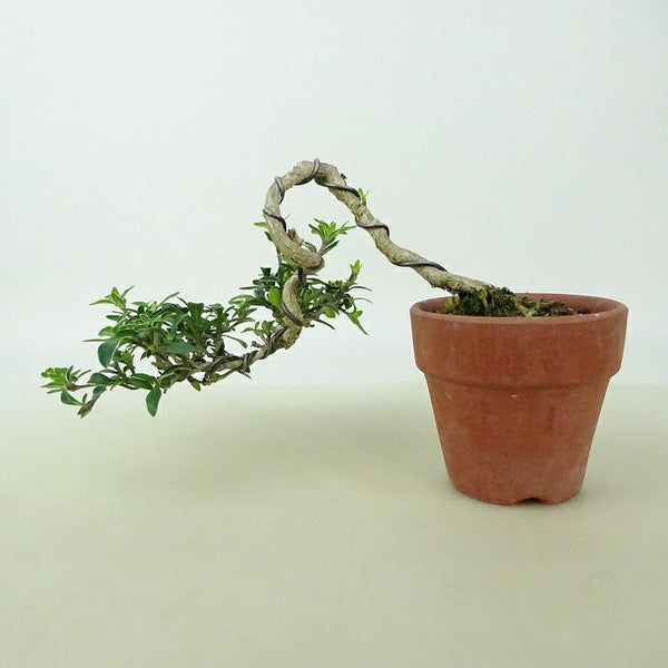 盆栽 香丁木 樹高 上下 約7cm こうちょうぼく コウチョウボク アカネ科 ハクチョウゲ属 半落葉樹 観賞用 小品 v1198442160