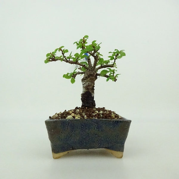 盆栽 楡欅 ミニ盆栽 樹高 約9cm にれけやき Ulmus parvifolia ニレケヤキ 紅葉 ニレ科 落葉樹 観賞用 小品 h1198422337