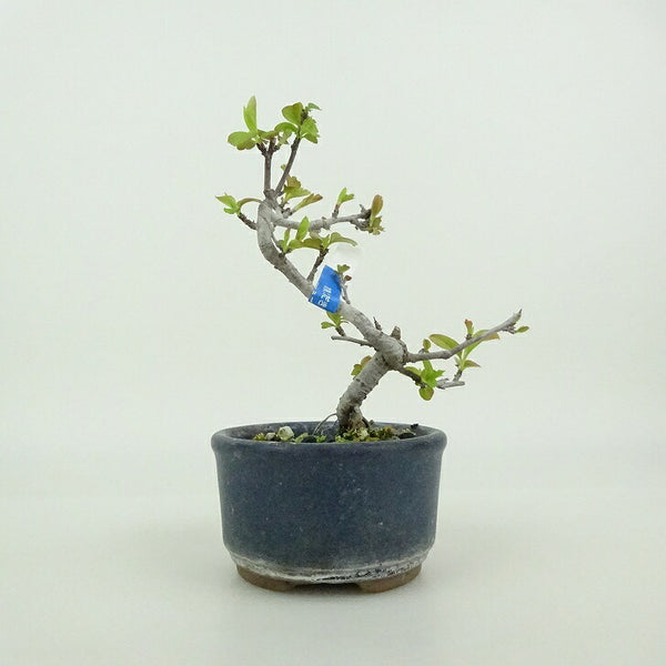 盆栽 酸実 ミニ盆栽 樹高 約9cm ずみ Malus toringo ズミ バラ科 落葉樹 観賞用 小品 u1198426331