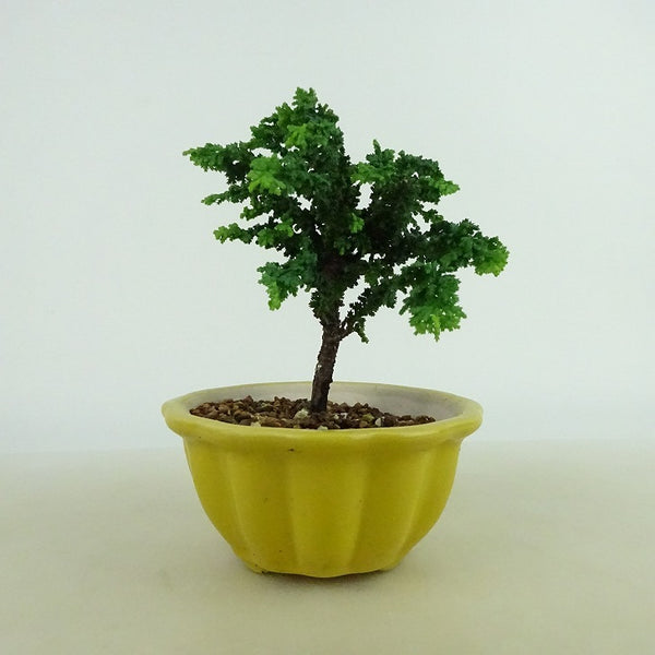 盆栽 桧 石化桧 樹高 約10～11cm せっかひのき Chamaecyparis obtusa セッカヒノキ ヒノキ科 常緑樹 観賞用 小品 数量物 セレクト c1198407538