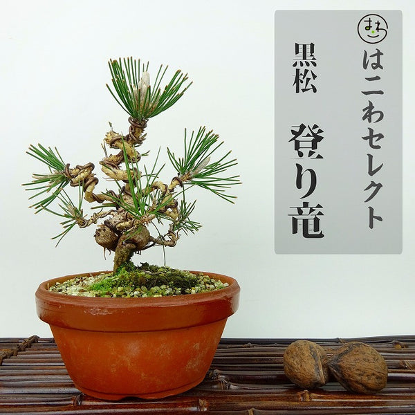 盆栽 松 黒松 登り竜 樹高 約14~16cm くろまつ Pinus thunbergii クロマツ マツ科 常緑針葉樹 観賞用 小品 数量物 セレクト x1198411087