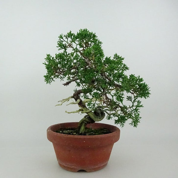 盆栽 真柏 紀州 樹高 約21～23cm しんぱく Juniperus chinensis シンパク ジン シャリ ヒノキ科 常緑樹 観賞用 数量物 セレクト d1198426661
